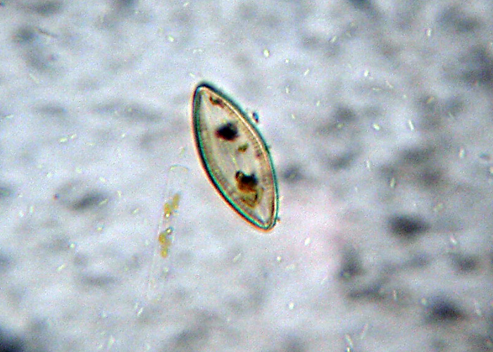 Diatomee marine